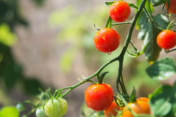 growth cherry tomatoes