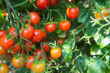 growth cherry tomatoes