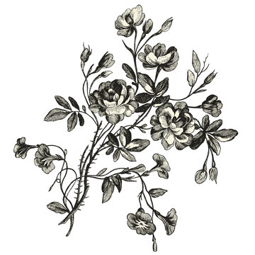 Bouquet de fleurs XVIIIèmé siècle