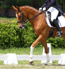 Dressage horse