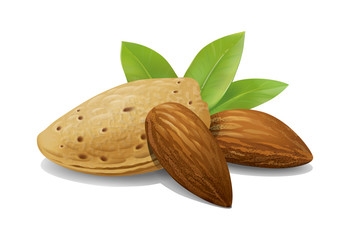 Almonds illustration