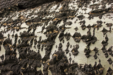 wood texture