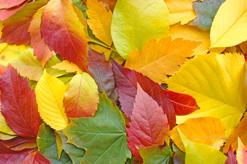 Colorful, multicolored autumn leaves