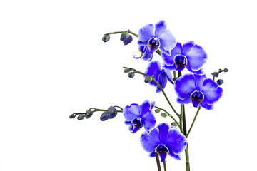 Obraz na płótnie Canvas Beautiful violet orchid - phalaenopsis