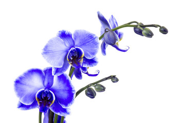 Naklejka na ściany i meble Beautiful violet orchid - phalaenopsis