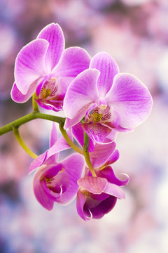 Fototapeta Beautiful pink orchid  - phalaenopsis