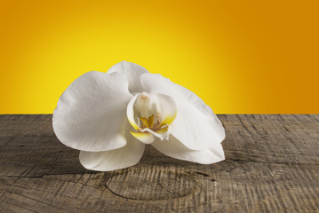 White Orchid