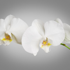 White Orchid