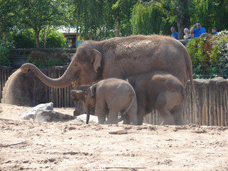 Elephants