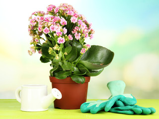 Beautiful flower in pot on wooden table on natural background