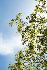 nature green leaves