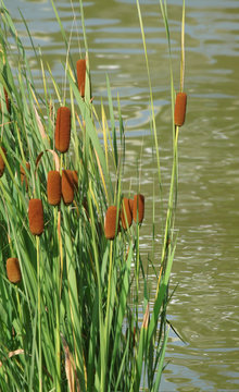 roseaux au bord de l'eau