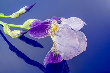 Iris Blüte auf blauem Glas 2