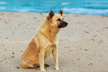 dog sitting on beach