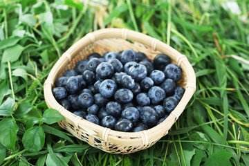 Fototapeta na wymiar Blueberries in wooden basket on grass