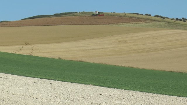 r&eacute;colter,le colza