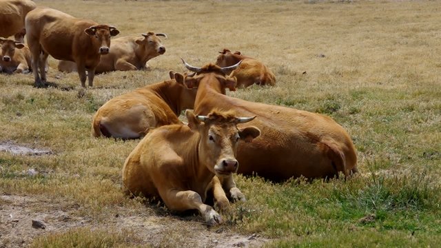 cow vid 07