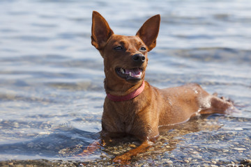 Small dog cheerfully lies and cooled in the shallows of a lake