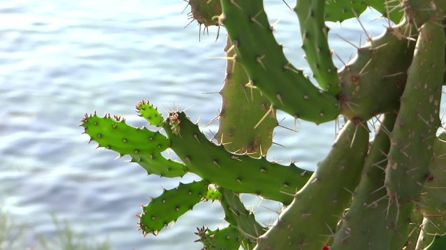 mediterraneo, cactus