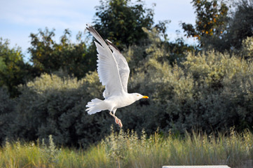 möwe