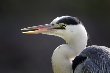 Grey heron, Ardea cinerea