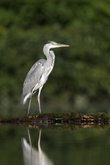 Grey heron, Ardea cinerea