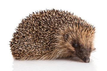 hedgehog isolated.