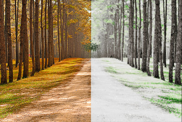 A pine forest taken in the morning at thailand - Season Change C