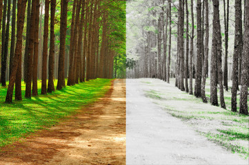 Fototapeta premium A pine forest taken in the morning at thailand - Season Change C