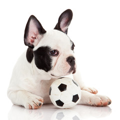 French bulldog puppy with toy  ball over white