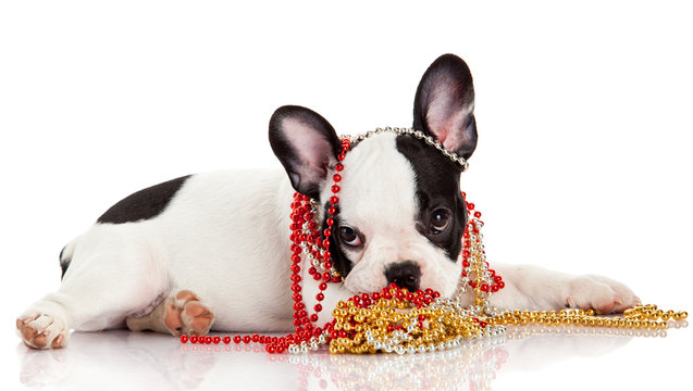 Adorable  French Bulldog  wearing  jewelery on white background.