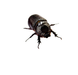 Dung Beetle  black on white background