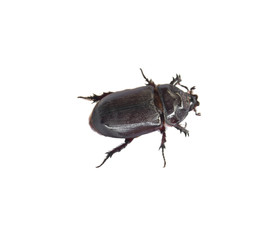 Dung Beetle  black on white background