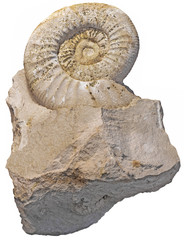 fossilized snail in a piece of rock, isolated on white background © smuki