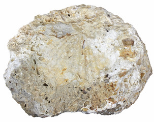 Obraz premium fossilized seashell