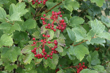 Guelder rose, Viburnum opulus