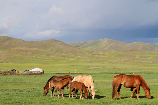 Chevaux en liberté dans la steppe