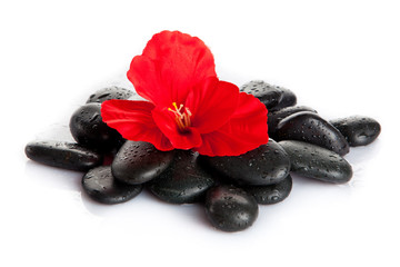 Fototapeta na wymiar Kamienie spa i czerwony kwiat na białym. aromaterapia con