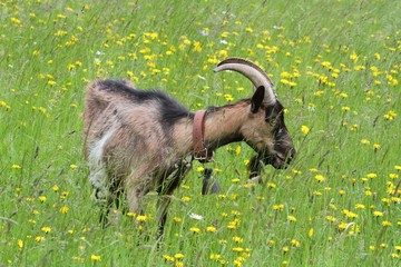 Goat in the pasture.