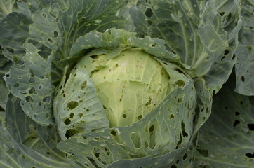Cabbage Leaf Attacked by Caterpillar Worms