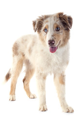 Fototapeta premium puppy australian shepherd