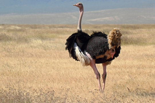 Male ostrich looking around