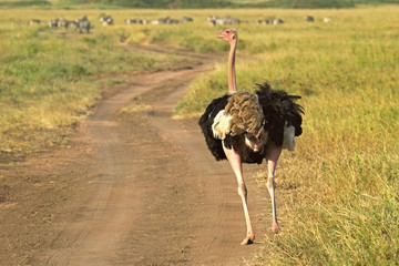 Male ostrich walking down a street