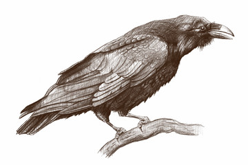 raven