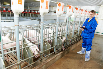 Veterinarian doctor examining pigs at a pig farm