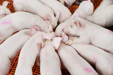young group piglet feeding