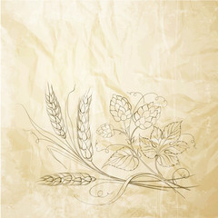 Golden wheat and hop on sepia