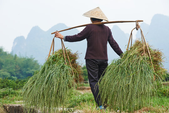 chinese agricultural farm worker