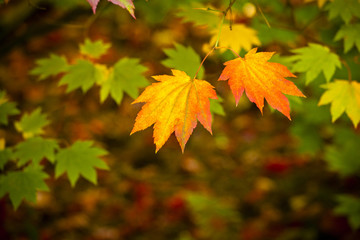 Autumn colours, Acer leaves