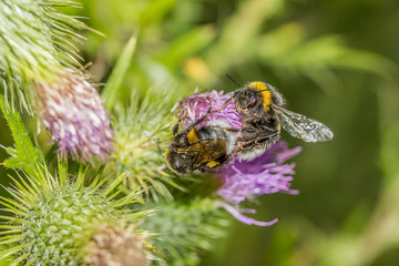 bumblebees on flower